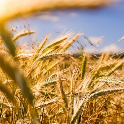 ARFP Lawyers Agribusiness Expertise